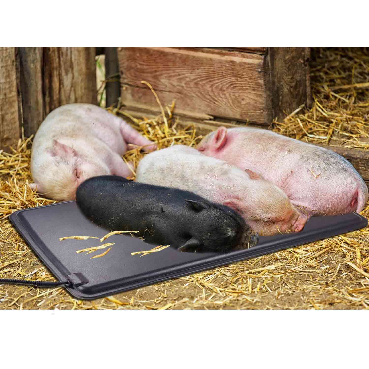 Piggy heating plate